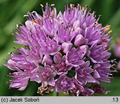 Allium senescens ssp. glaucum (czosnek sinawy)