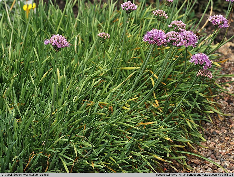 Allium senescens ssp. glaucum (czosnek sinawy)