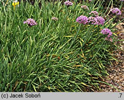 Allium senescens ssp. glaucum (czosnek sinawy)