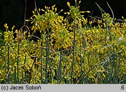 Allium flavum (czosnek złocisty)