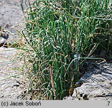 Allium flavum (czosnek złocisty)