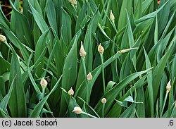 Allium moly (czosnek południowy)