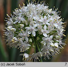 Allium pskemense (czosnek pskemski)