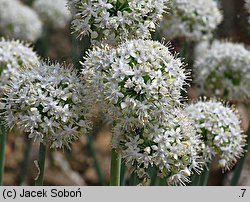 Allium pskemense (czosnek pskemski)