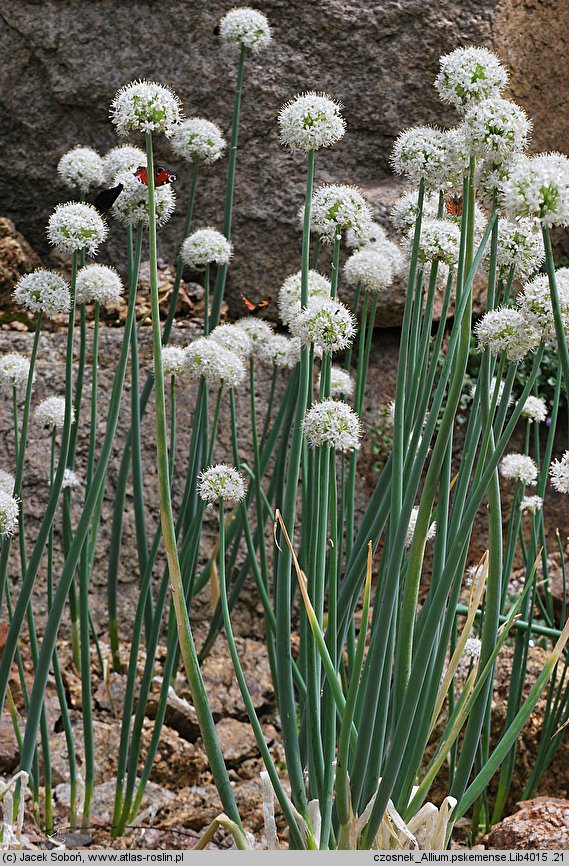 Allium pskemense (czosnek pskemski)