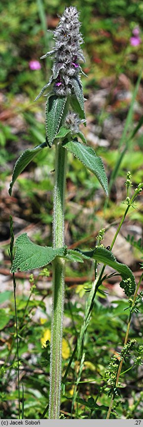 Stachys germanica (czyściec kosmaty)