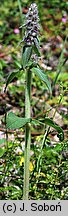 Stachys germanica (czyściec kosmaty)