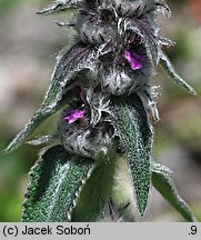 Stachys germanica (czyściec kosmaty)