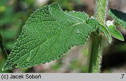 Stachys germanica (czyściec kosmaty)