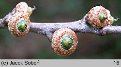 Quercus palustris (dąb błotny)