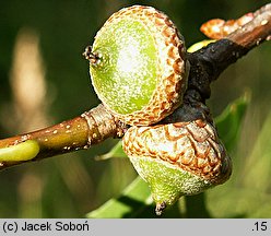 Quercus palustris (dąb błotny)