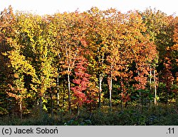 Quercus rubra (dąb czerwony)