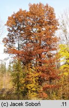 Quercus rubra