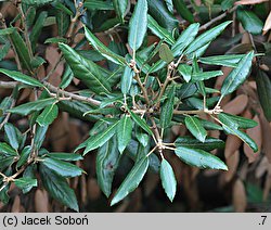 Quercus ilex (dąb ostrolistny)