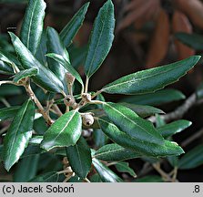 Quercus ilex (dąb ostrolistny)