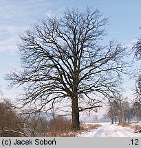 Quercus robur (dąb szypułkowy)