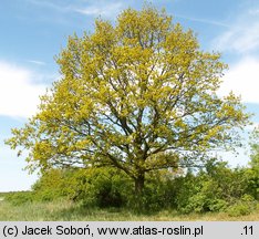 Quercus robur