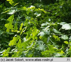 Quercus macrocarpa