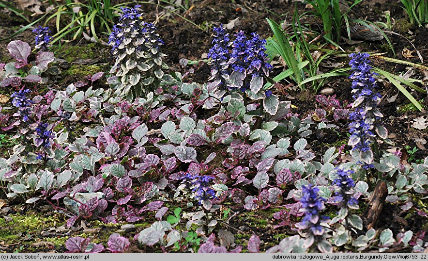 Ajuga reptans Burgundy Glow