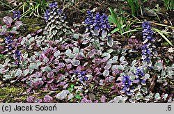 Ajuga reptans Burgundy Glow