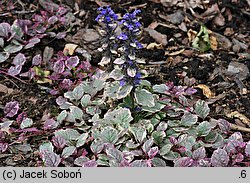 Ajuga reptans Burgundy Glow