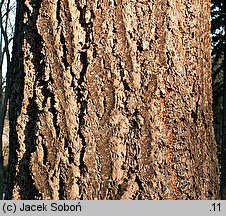 Pseudotsuga menziesii (daglezja zielona)