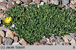 Delosperma congestum (słonecznica zwarta)