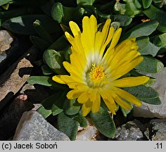 Delosperma congestum (słonecznica zwarta)