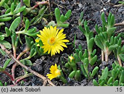 Delosperma nubigenum (słonecznica nubijska)