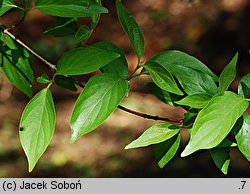 Cornus drummondii (dereń Drummonda)