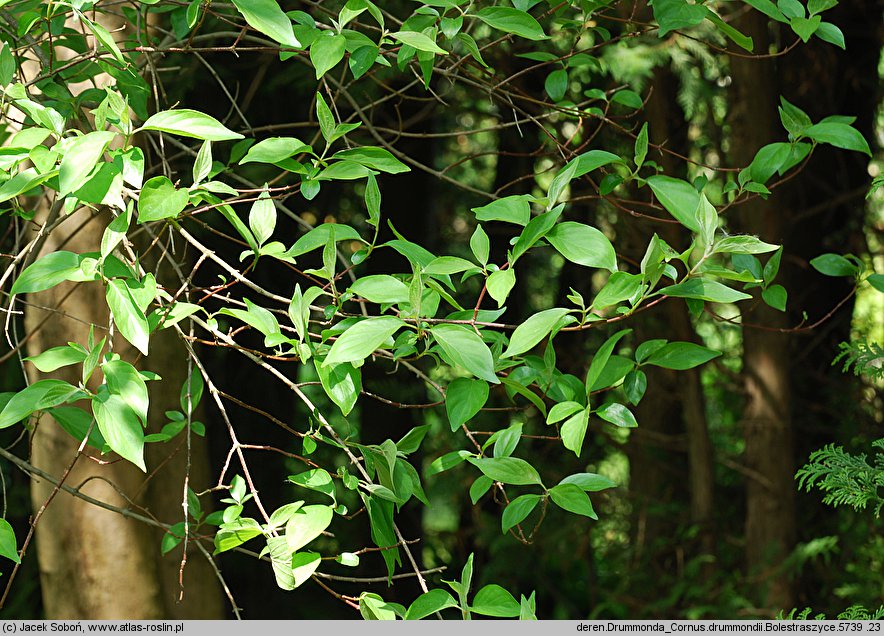 Cornus drummondii (dereń Drummonda)