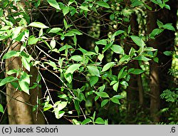 Cornus drummondii (dereń Drummonda)