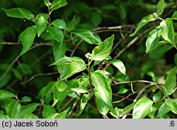 Cornus drummondii (dereń Drummonda)