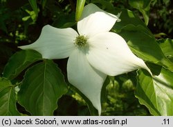 Cornus kousa