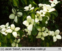 Cornus kousa