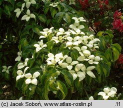 Cornus kousa