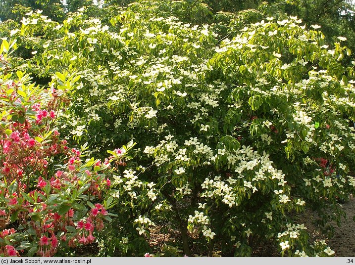 Cornus kousa