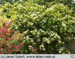 Cornus kousa