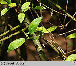 Cornus amomum (dereń błękitny)