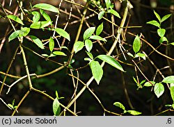 Cornus amomum (dereń błękitny)