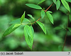 Cornus obliqua (dereń ukośny)