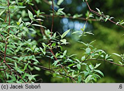 Cornus obliqua (dereń ukośny)