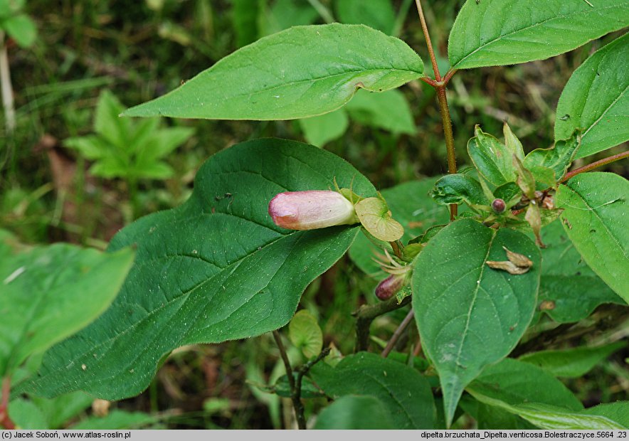 Dipelta ventricosa (dwutarczka brzuchata)