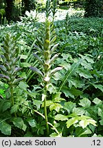 Acanthus longifolius