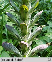 Acanthus longifolius