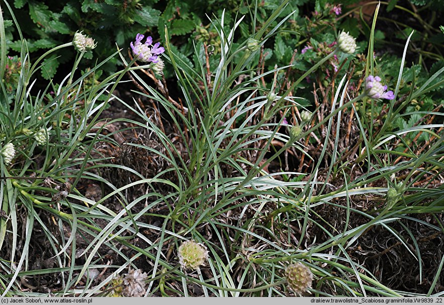 Scabiosa graminifolia (driakiew trwolistna)