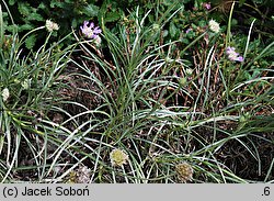 Scabiosa graminifolia (driakiew trwolistna)