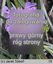 Scabiosa graminifolia (driakiew trwolistna)