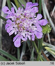 Scabiosa graminifolia (driakiew trwolistna)