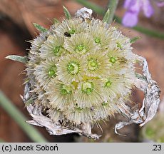 Scabiosa graminifolia (driakiew trwolistna)